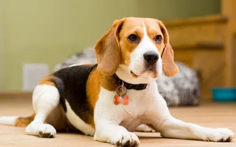 Beagle puppy