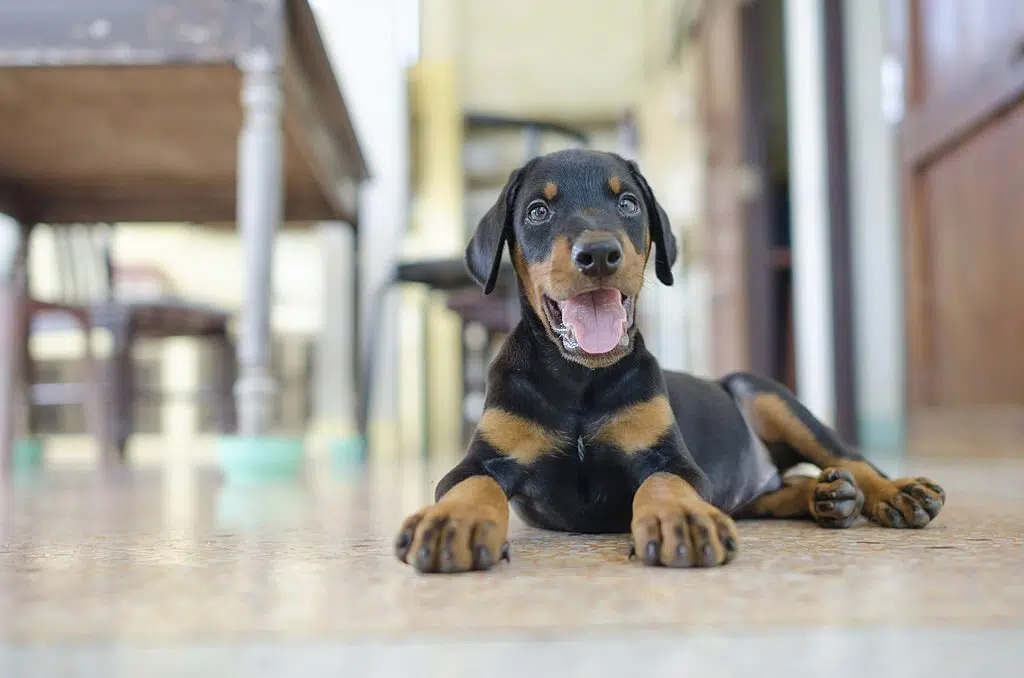 Doberman
