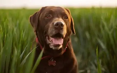 Labrador Retriever puppy