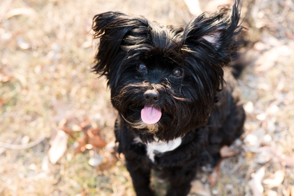 Lhasa Apso puppy