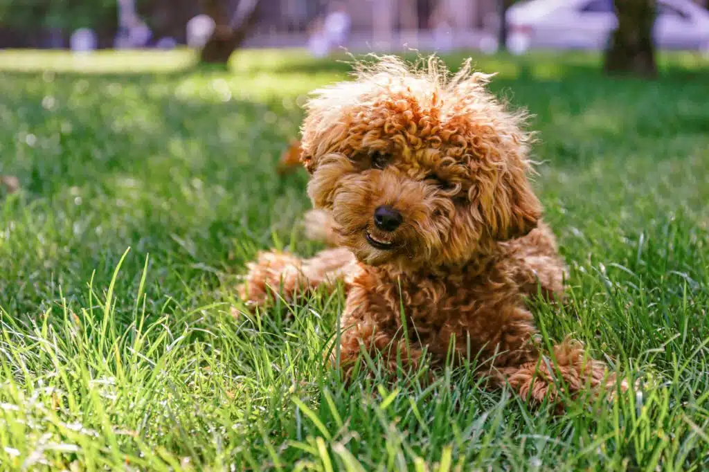 Poodle puppy