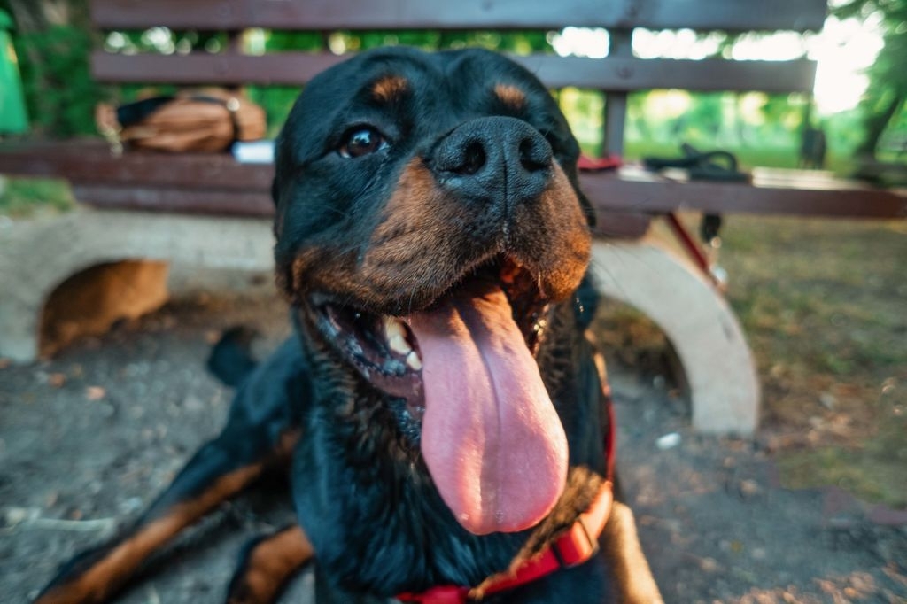 Rottweiler puppy