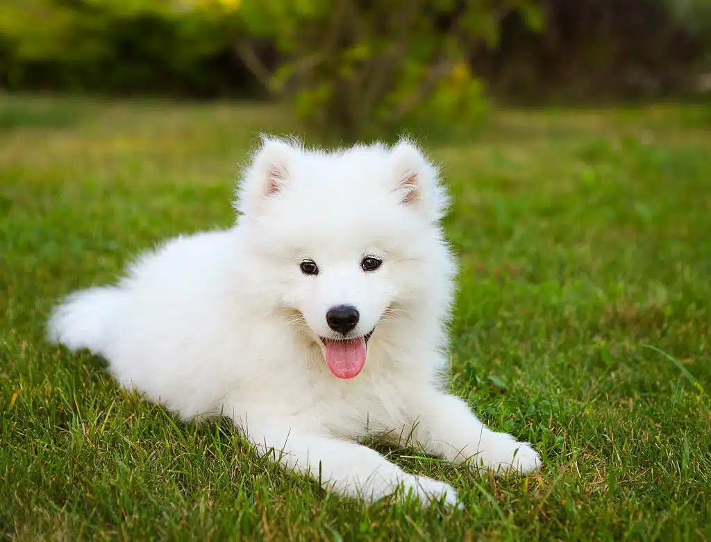 Samoyed puppy