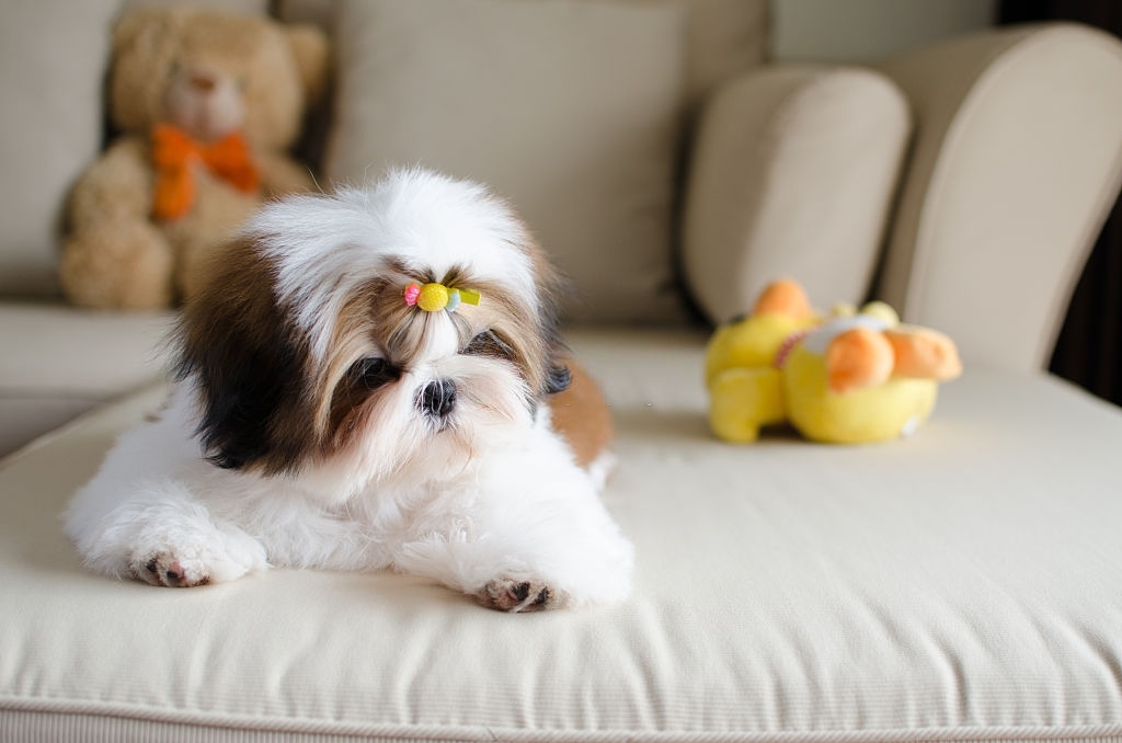 Shih Tzu