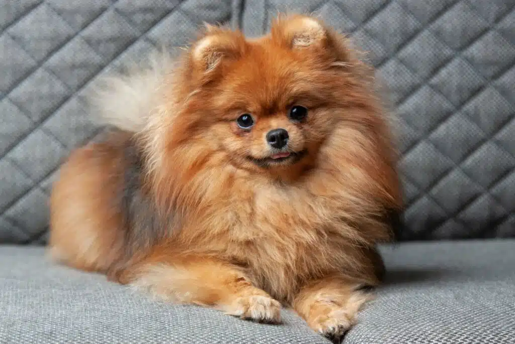 Toy Pomeranian puppy