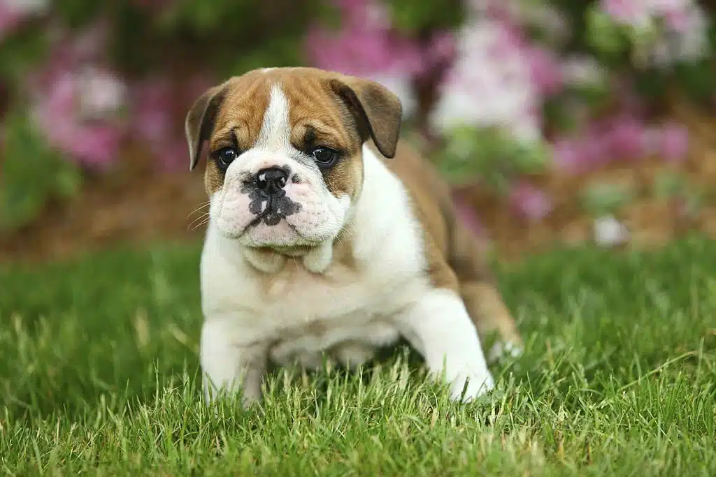 English Bulldog puppy