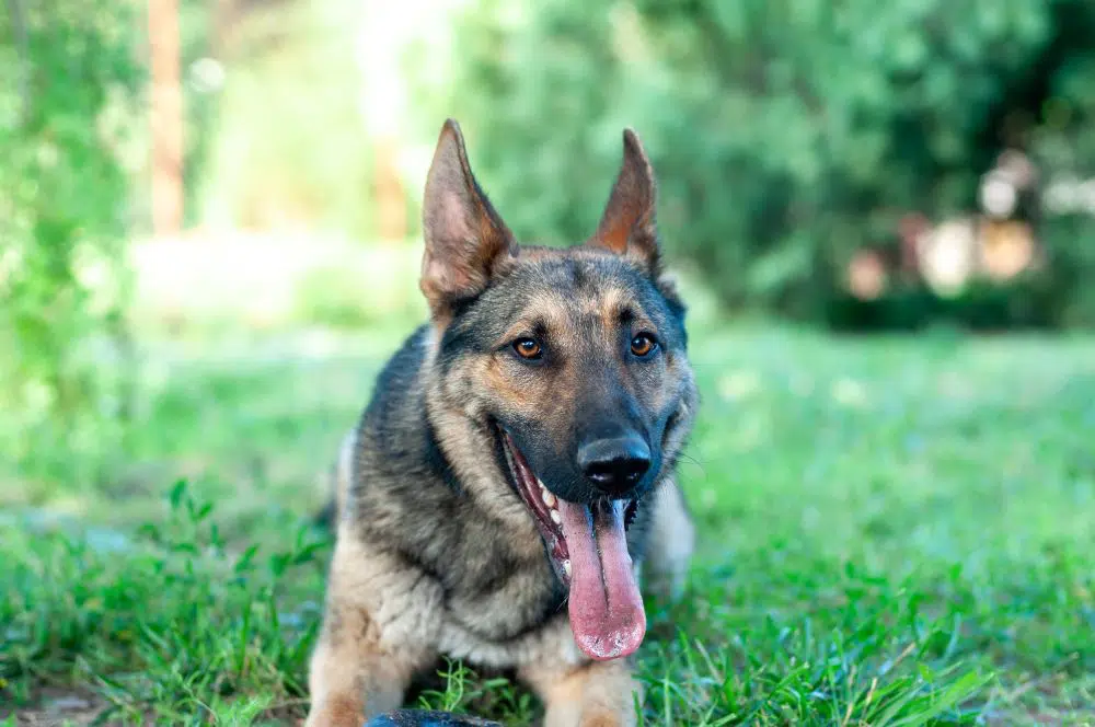 German Shepherd puppy
