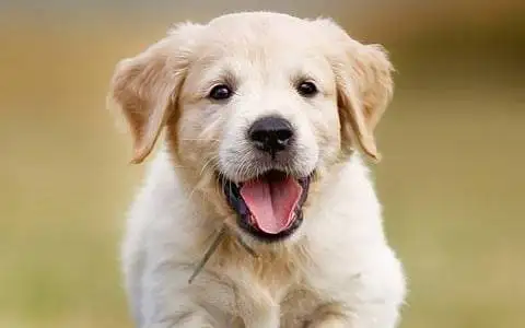 Golden Retriever puppy