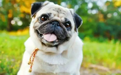 Pug